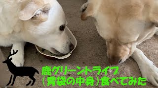 鹿の胃袋の中身「グリーントライプ」食べてみた～The dogs ate the contents of the deer's stomach.