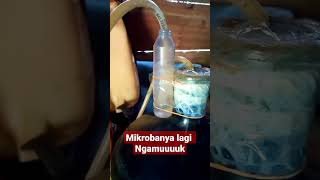 Mikroba Lagi Ngamuk dalam proses fermentasi anaerob