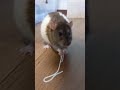 rats eating japanese thin wheat noodles🍜🐀