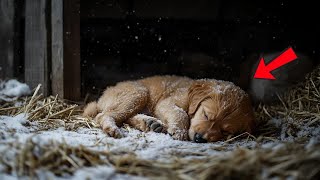 A Puppy, Abandoned in a Freezing Barn – You Won’t Believe Who Came to the Rescue