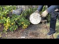 简单自制堆肥，homemade organic fertilizer 家庭堆肥 用落叶 厨余 杂草 粉碎后放进堆肥桶 容器中 发酵后就变成了有机肥 堆肥 是个变废为宝的方法. 种植