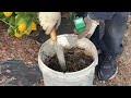 简单自制堆肥，homemade organic fertilizer 家庭堆肥 用落叶 厨余 杂草 粉碎后放进堆肥桶 容器中 发酵后就变成了有机肥 堆肥 是个变废为宝的方法. 种植