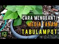 Cara Mengganti Media Tanam Tabulampot Tanaman Buah Tin