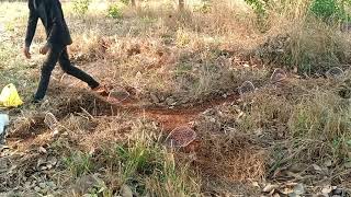 ដាក់អន្ទាក់ក្រួចឆាប់ជាប់ || Amazing Quail traps