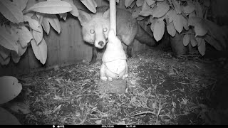 Under the bird table 20241207/08/09/10 Bonus Fox 🦊