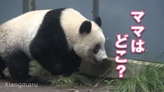 2018/11/13 独り立ち訓練初日(1)　不安気にうろつくシャンシャン