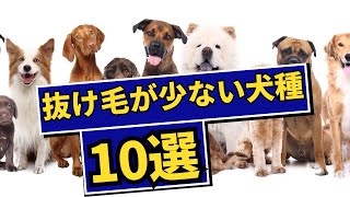 抜け毛が少ない犬種10選　#ペット #ランキング