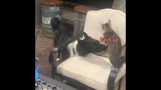 Dog Kingdom vs Cat Alliance