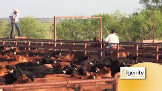 Igenity® Replacement Heifer Program