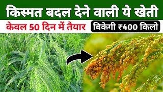 किसानों को करोड़पति बना रही है ये चेना की खेती | जेठी सावां की खेती | melet farming in Hindi