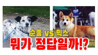 순종(혈통견) vs 믹스(하이브리드견) 정답이 있을까...!?