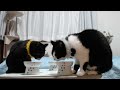 2023ｰ04−10 保護猫たちの「ほっこり猫ライブ」ハッチ＆マック＋黒猫めめ cat live stream in japan cat life tv