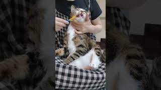 고양이 양치 시키는 방법은?! How to brush a cat's teeth?!