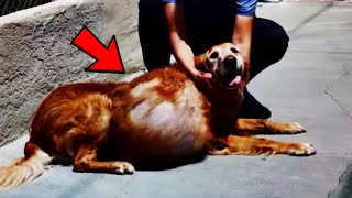 A dog with a tumor of 21 kg was thrown on the beach… Just look what happened to her!