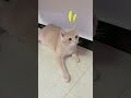 想抓本喵去洗澡，想都不要想！ #cat #喵星人 #cats #喵星人 #funny #喵