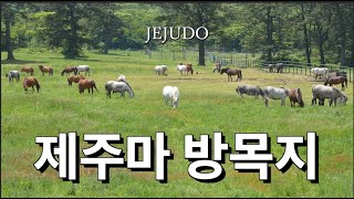 [제주마방목지]- 초원속에 한가로이 풀을 뜯는 말들 체험하기  / Jeju Island Horse Grazing Site