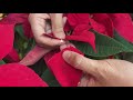 Verify: Are poinsettias actually deadly to pets after all?