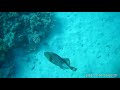 Trigger Fish Attack - Great Barrier Reef