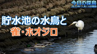 貯水池の水鳥と 雀・ホオジロ 2022年11月13日撮影。