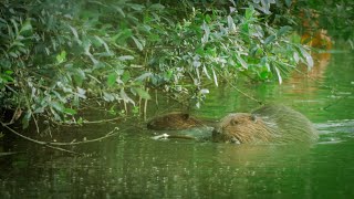 Dein Freund, der Baum - Der Nürnberger Reichswald