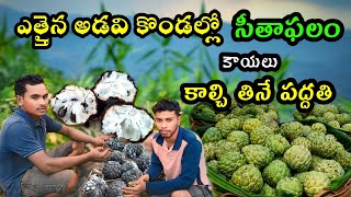 Custard Apple సీతాఫలం కాయలు కాల్చి ఊడికించి తినండి ఇలా