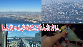 2021.10.19 しんちゃん少なめごめんなさい　実家日帰り　【セキセイインコしんちゃんときょきょの暮らし】