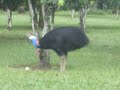 cassowary jumping