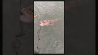 two giant lingcod