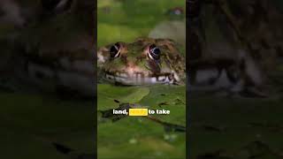 amphibians :the masters of land and water