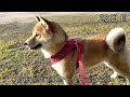 【実録】生後7ヶ月柴犬さん初ヒート♥️おむつ生活28日間の記録