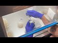 agar 2 agar isolation ii