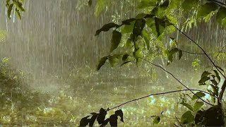 Heavy Rain in the Rainforest - Torrential Rain Sounds for Sleeping & Relaxing at Night (No Thunder)