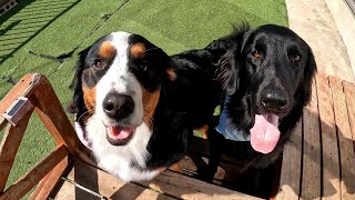 大型犬多頭飼いの穏やかな休日