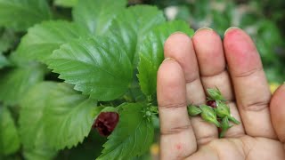 মাসিক সঠিক না হলে এটি করুন, দেখুন কেমন উপকার হয়।