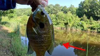 The BEST Bluegill BAIT That's NOT Worms! | SIMPLE Fishing Technique!