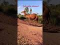 #tharparkarbeauty #nature #tharparkarvisits #nagarparkar #rajasthan #mithi #sindh #pakistan #camel