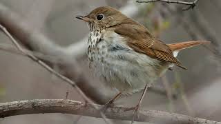 Hermit Thrush Bird Sound, Bird Song, Bird Call, Bird Calling, Chirps, Lissen Birds Chirping