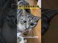 あくびのときの顔が般若みたいな猫の天　 shorts cat ねこ