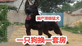 狗贩子胡乱搭配，诞生国产顶级猛犬莱州红，80年代一只狗价值万元