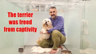 Rescued Terrier, Left Alone – The Reality Behind \