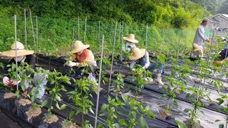 고추잎 따기(제천 불교마을- chili)