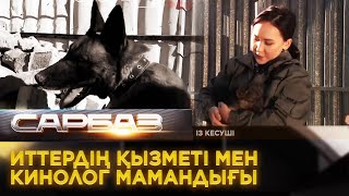 Із кесуші иттердің қызметі мен кинолог мамандығы. «Сарбаз»