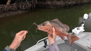 Chasing Mangrove Jack on the surface