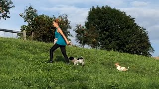 자연에서 뛰노는 강아지들, 독일에서 강아지 기르기, Dogs in nature, Raising dog in Germany