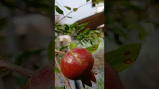 മാതളം # pomgranate # anar # fruits # ❤️❤️❤️