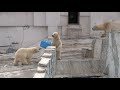 閉園間際まで遊びまくるこぐま~polar bear cub is enjoying