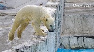 閉園間際まで遊びまくるこぐま~Polar Bear cub is enjoying