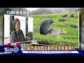 南極看企鵝夯 遊客須遵守規範保護環境｜十點不一樣20240209 @tvbsnews01