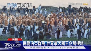 南極看企鵝夯! 遊客須遵守規範保護環境｜十點不一樣20240209 @TVBSNEWS01