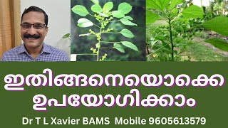 കുപ്പമേനി | Revealing the Secrets of this Herb for Fractures